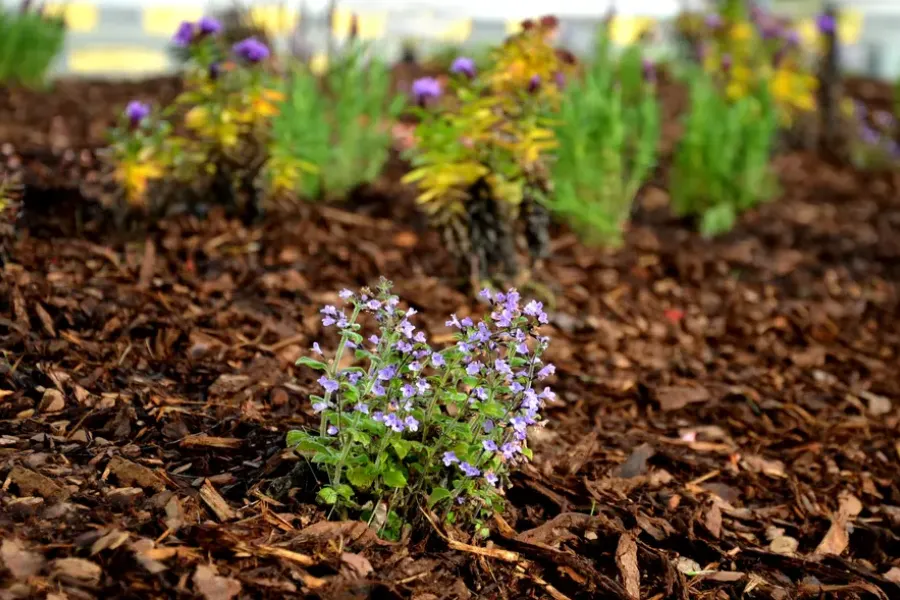 Comparing Organic And Inorganic Mulch In Landscaping Charlotte, NC