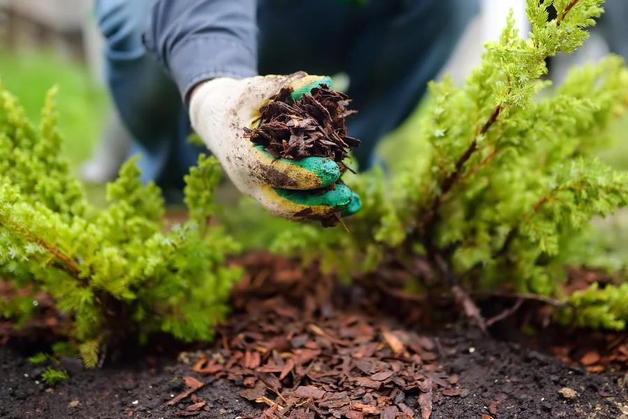 Comparing Organic And Inorganic Mulch In Landscaping in Charlotte, NC
