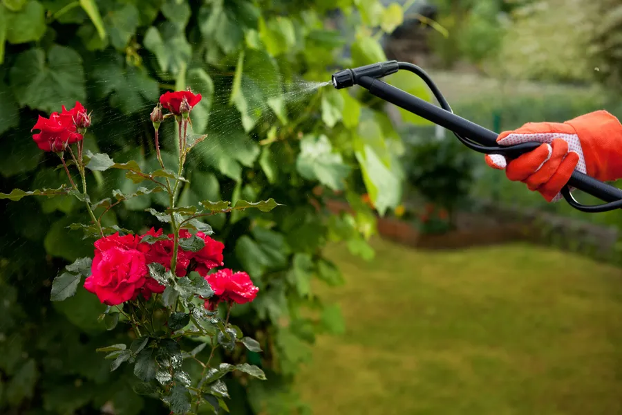 How Gardening Services Can Transform Your Outdoor Space Charlotte, NC