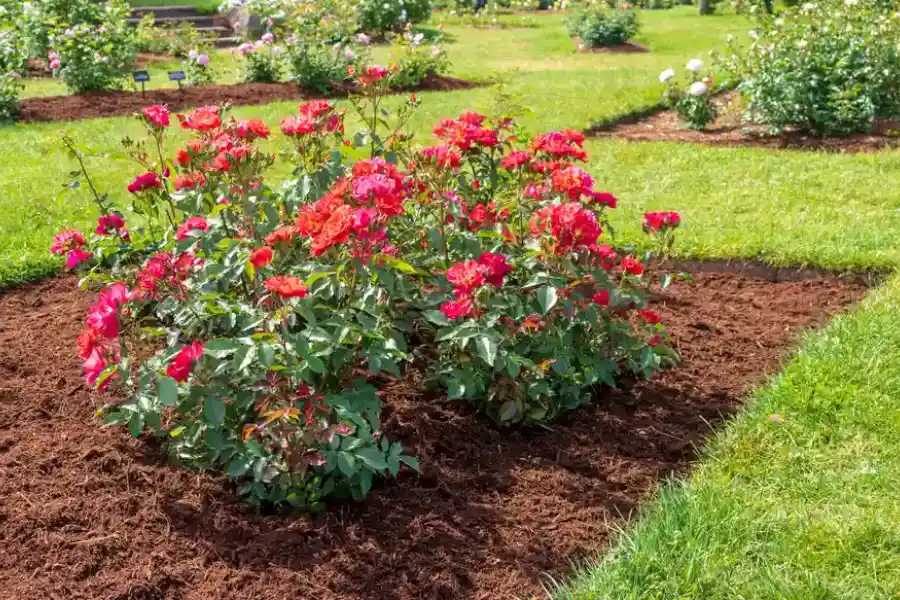 How Mulching Enhances Curb Appeal And Plant Growth in Charlotte, NC