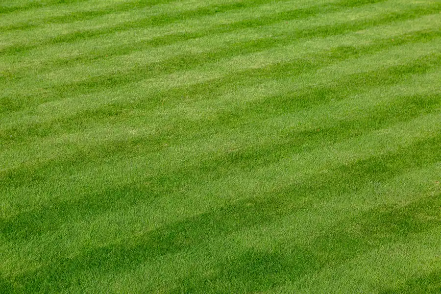 Lawn Care Tools Every Professional Landscaper Needs Charlotte, NC