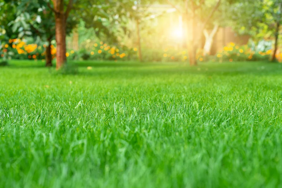 Seasonal Lawn Care Tips For A Healthy, Vibrant Yard Charlotte, NC